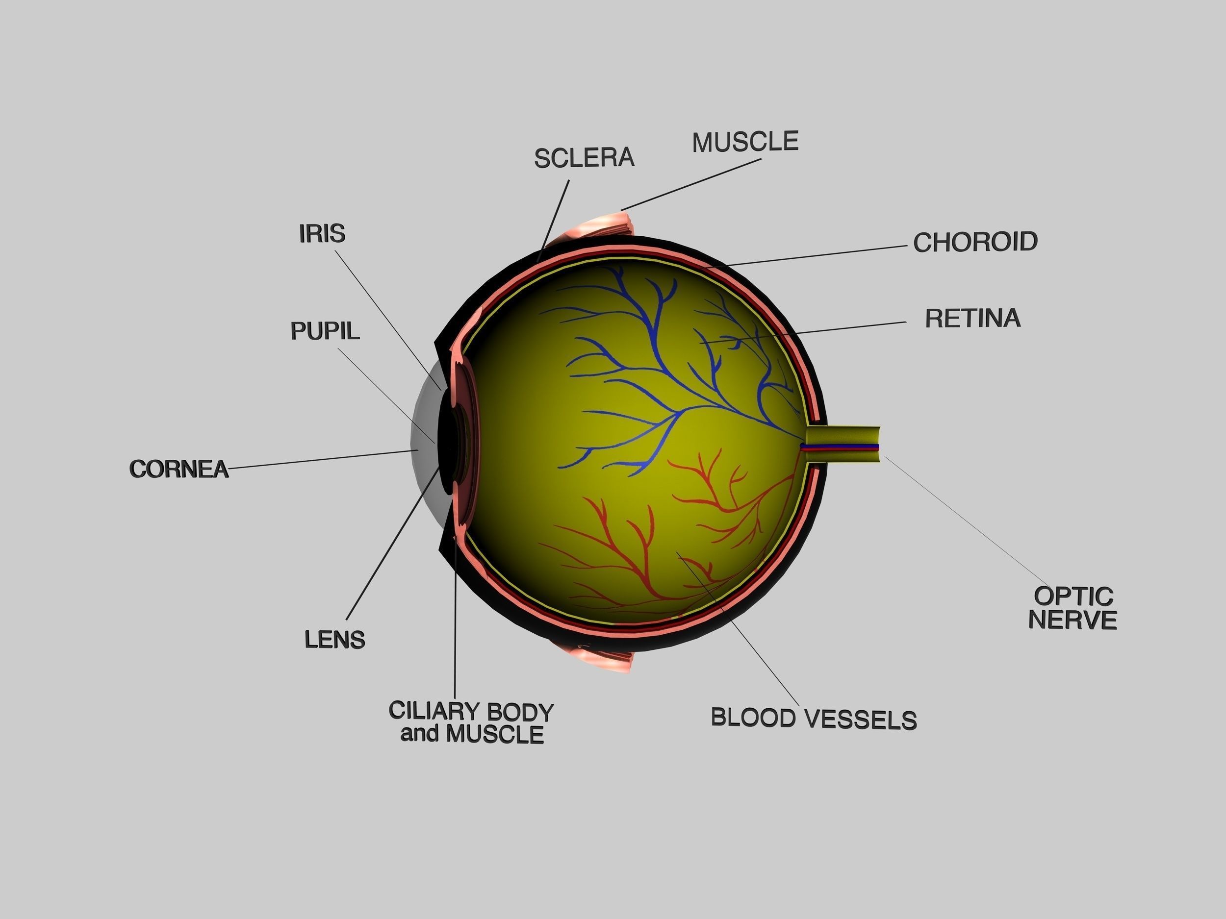 Human Eye Cross Section Eyeball 3D model_5