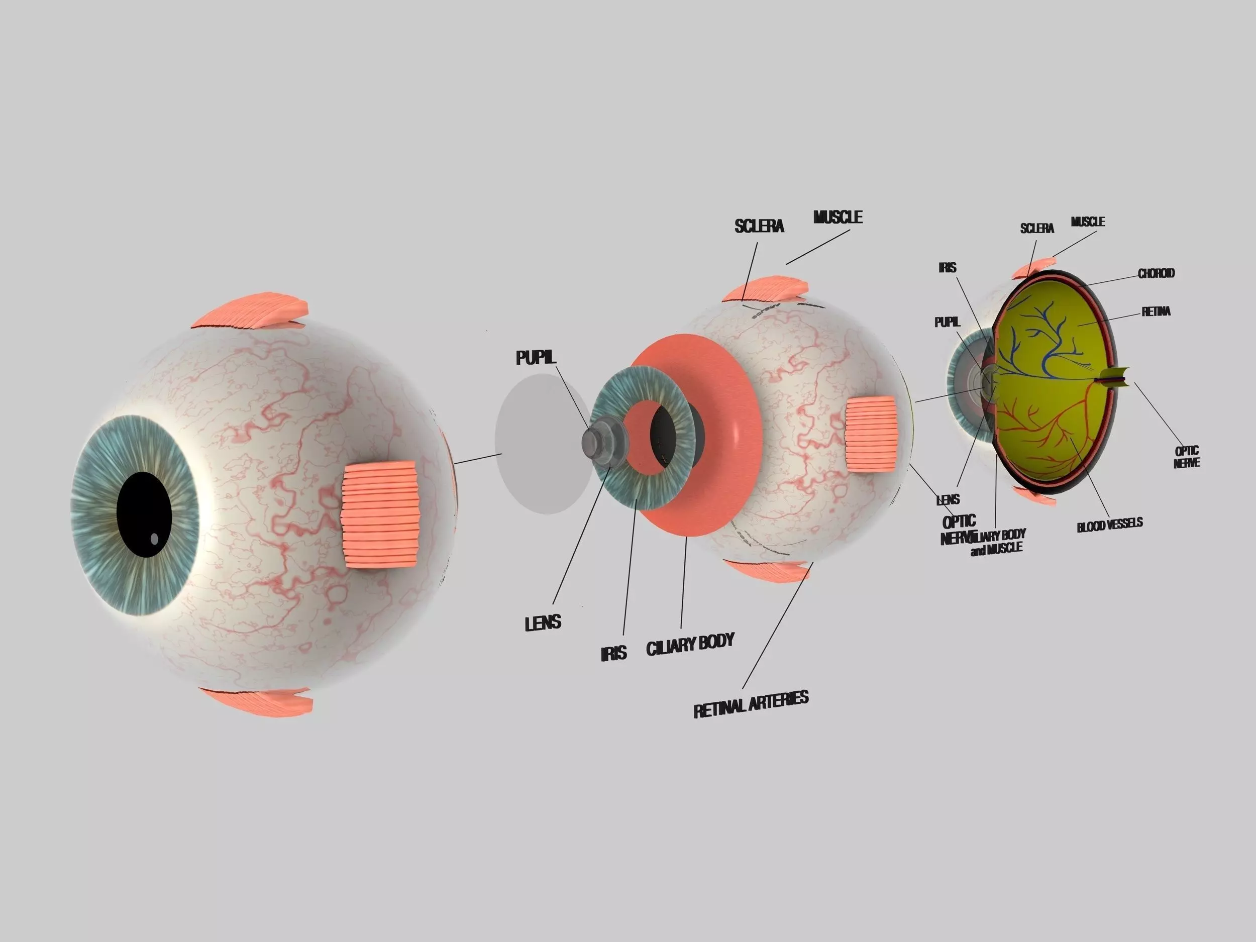 Human Eye Cross Section Eyeball 3D model_0
