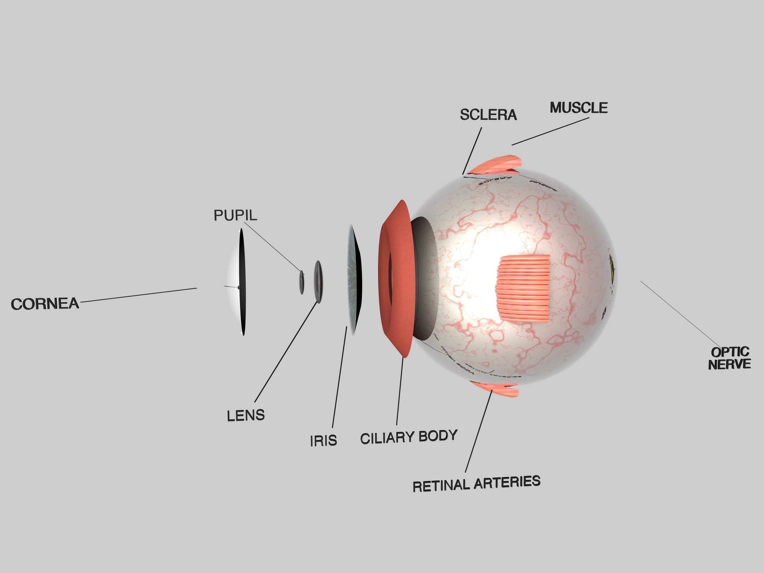 Human Eye Cross Section Eyeball 3D model_1