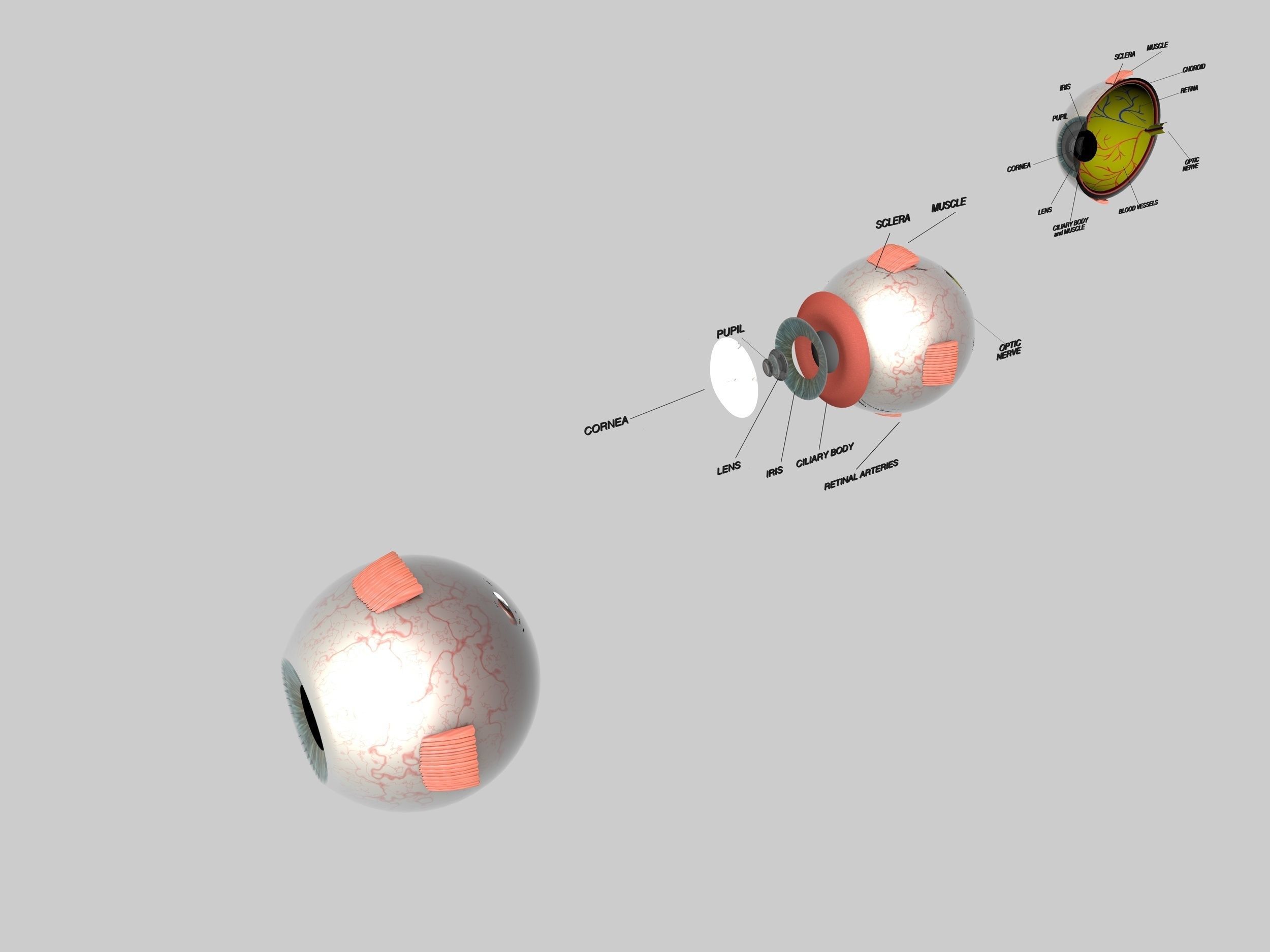 Human Eye Cross Section Eyeball 3D model_4