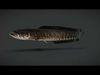 Snakehead fish Animated 3D model_1