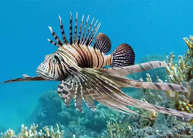 Realistic Lionfish Animated