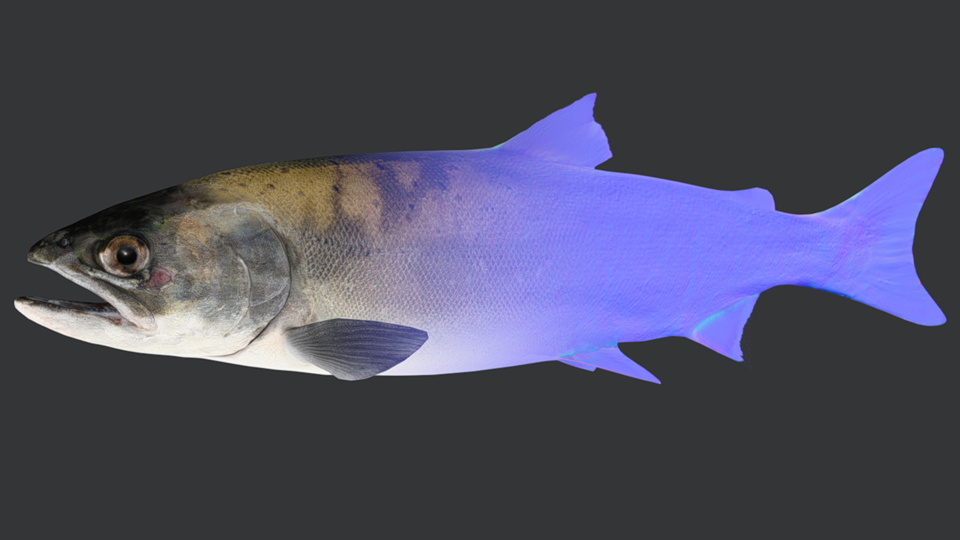 Realistic Masu Salmon Animated 3D model_5