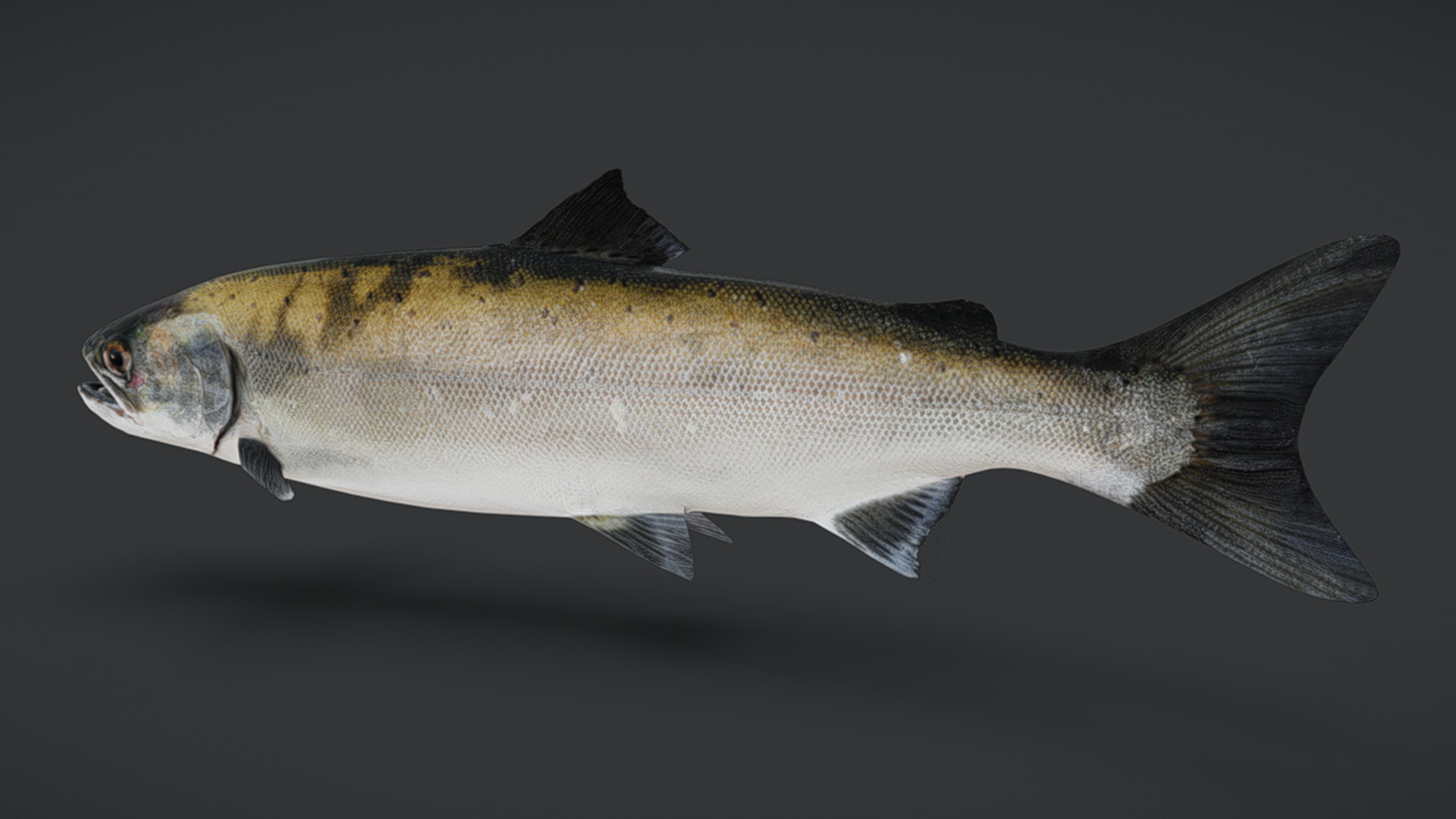 Realistic Masu Salmon Animated 3D model_4
