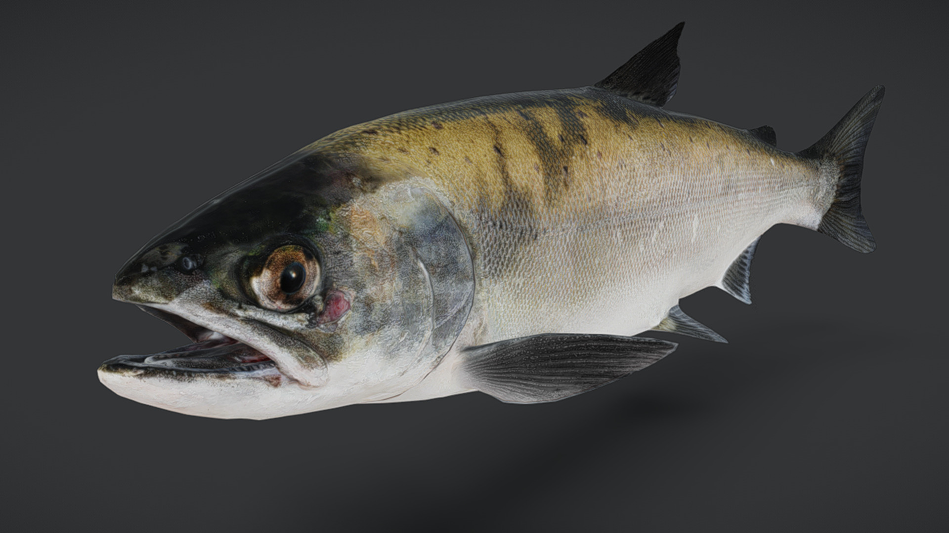 Realistic Masu Salmon Animated 3D model_7