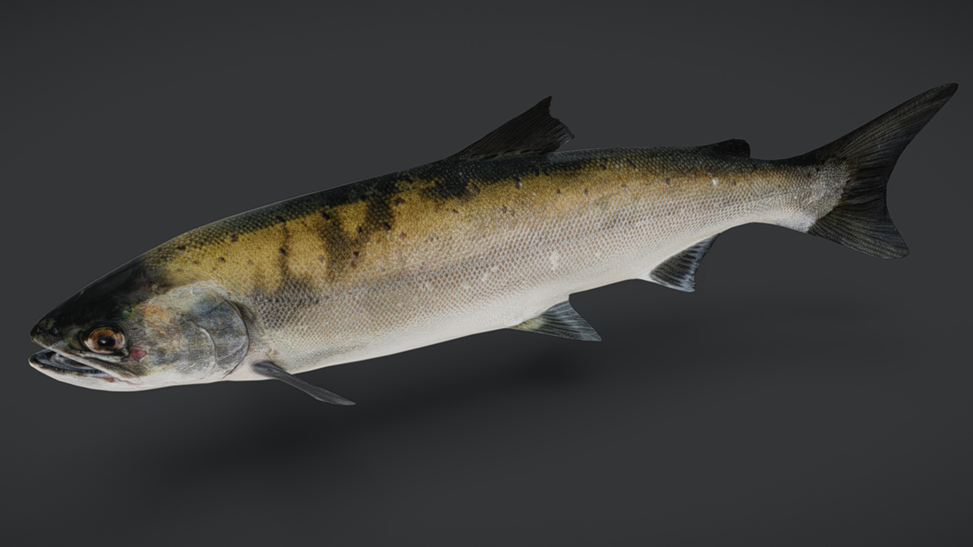 Realistic Masu Salmon Animated 3D model_2