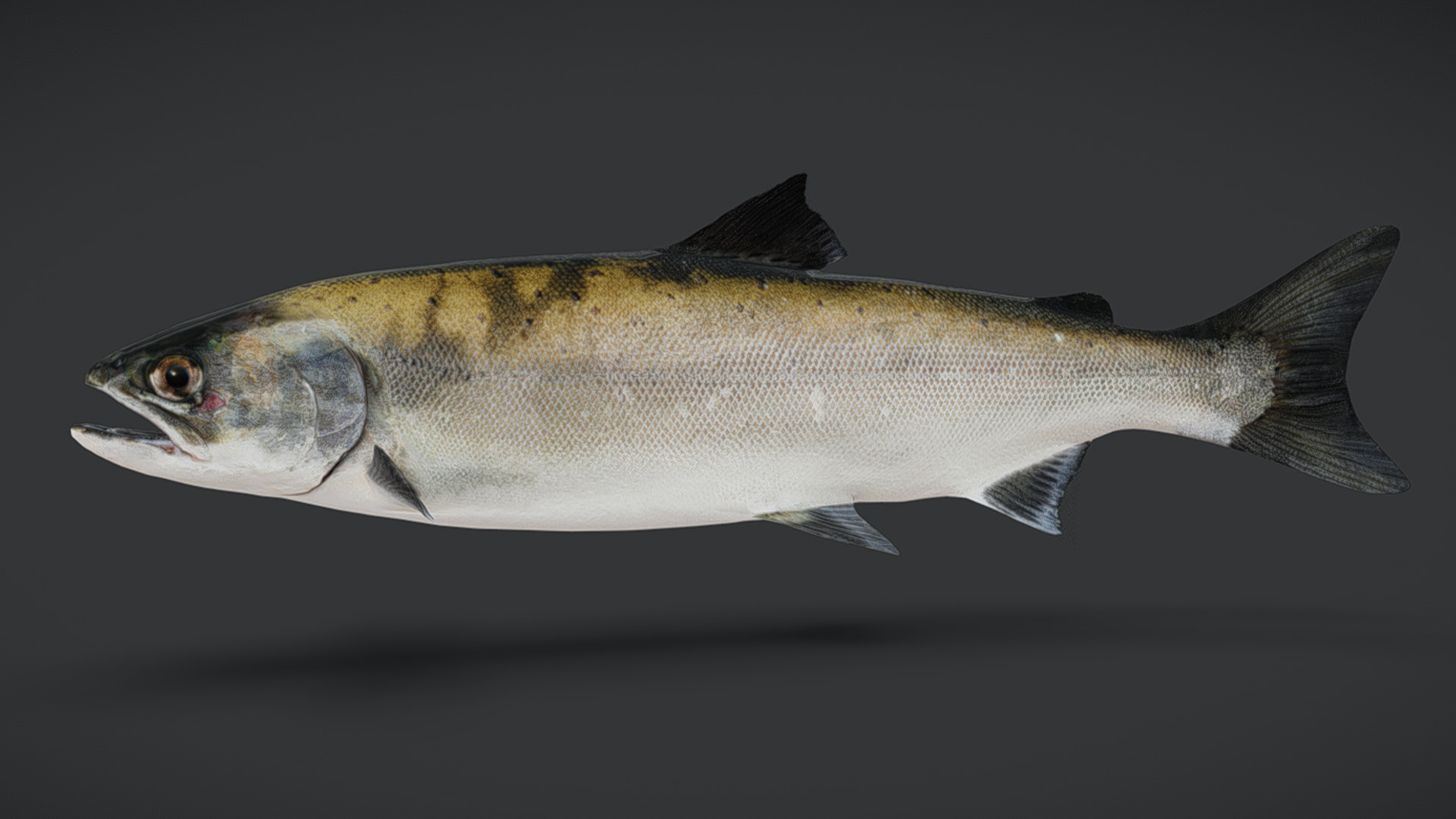 Realistic Masu Salmon Animated 3D model_9