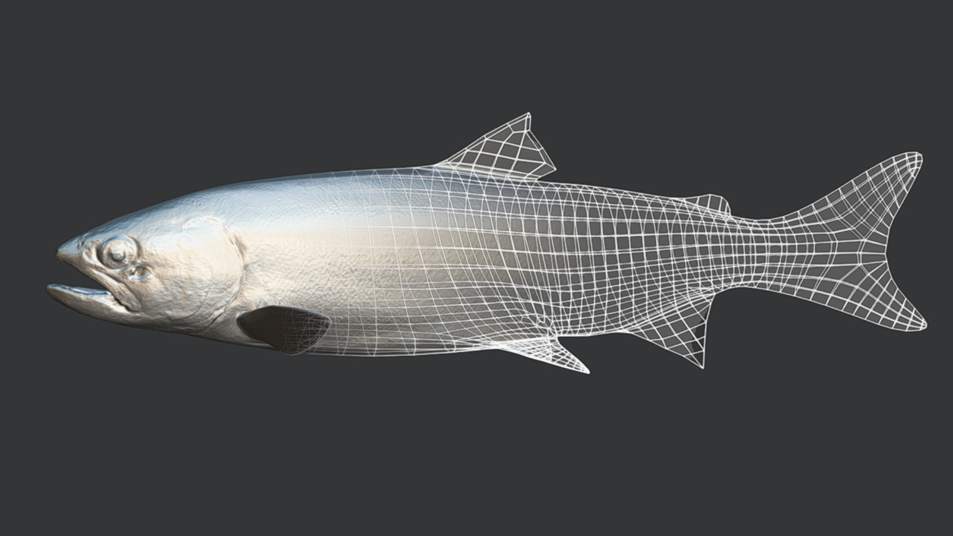 Realistic Masu Salmon Animated 3D model_6