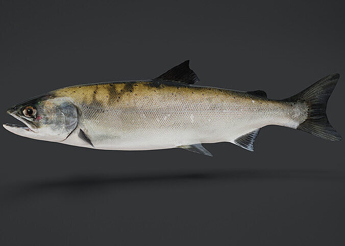 Realistic Masu Salmon Animated 3D model