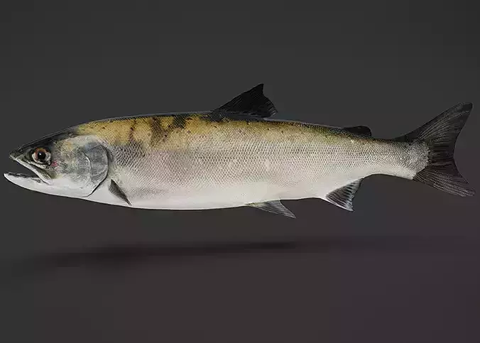 Realistic Masu Salmon Animated