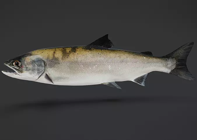 Realistic Masu Salmon Animated 3D model_0