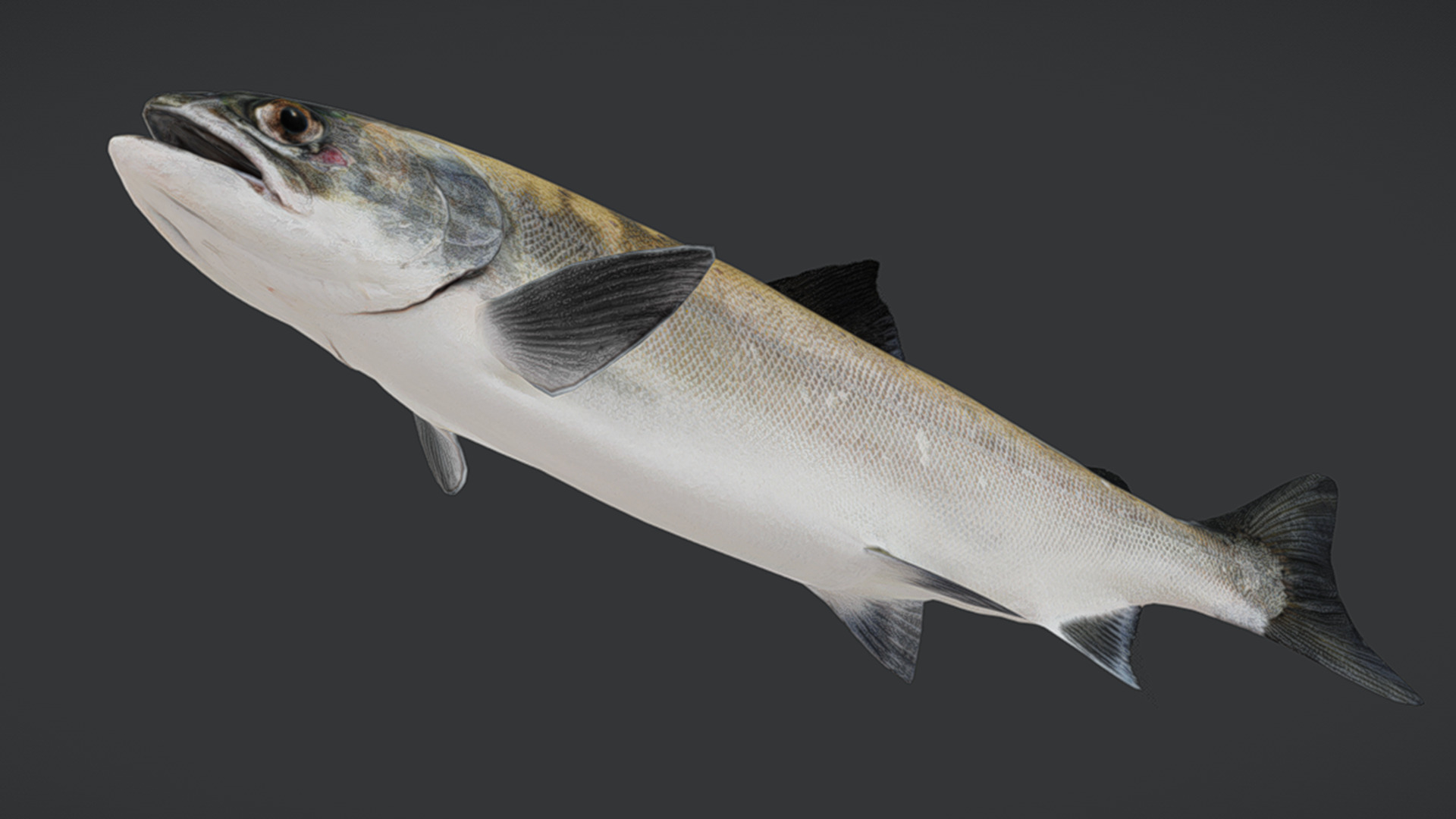 Realistic Masu Salmon Animated 3D model_8