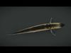 Realistic Masu Salmon Animated 3D model_1