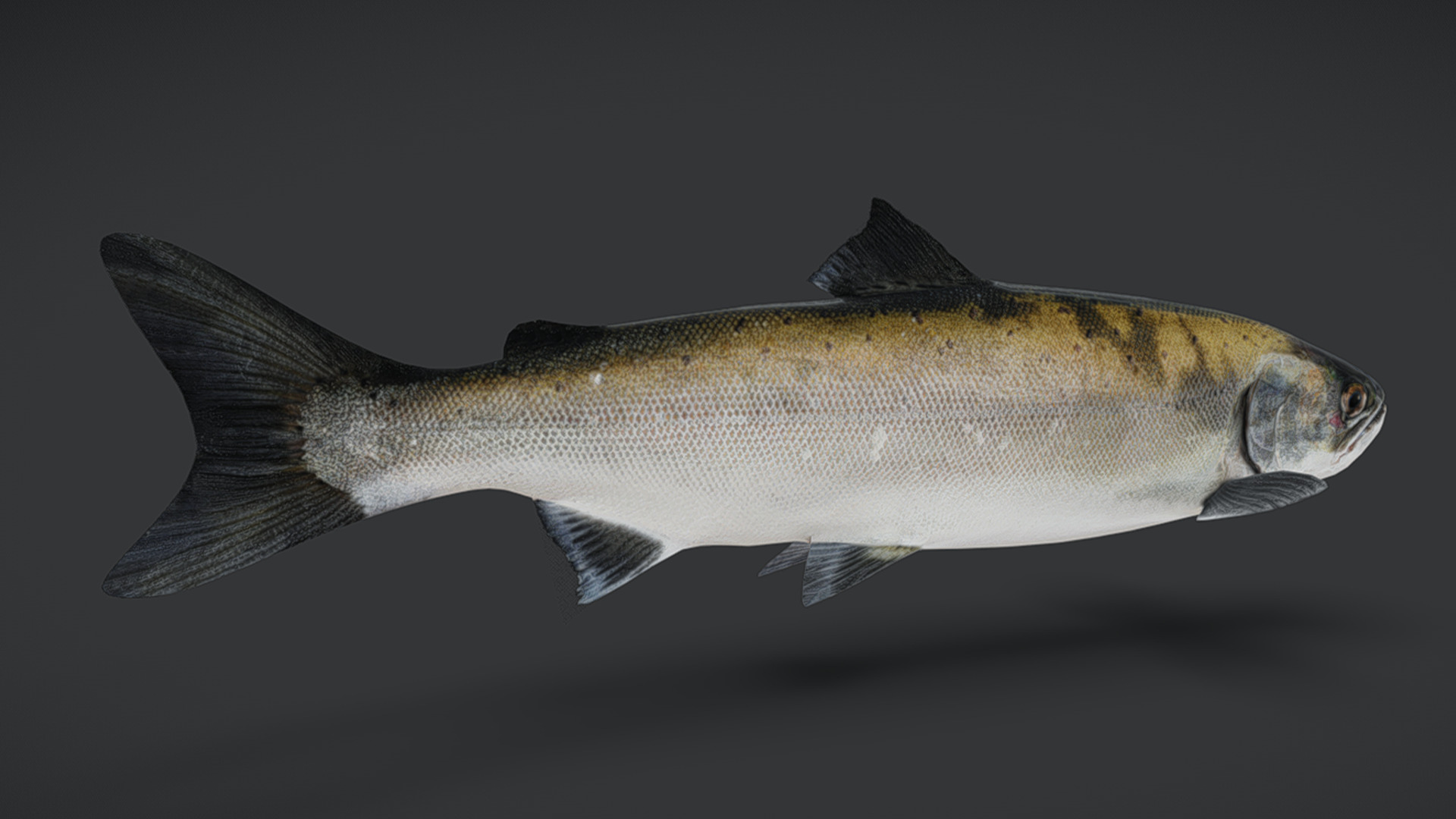 Realistic Masu Salmon Animated 3D model_3