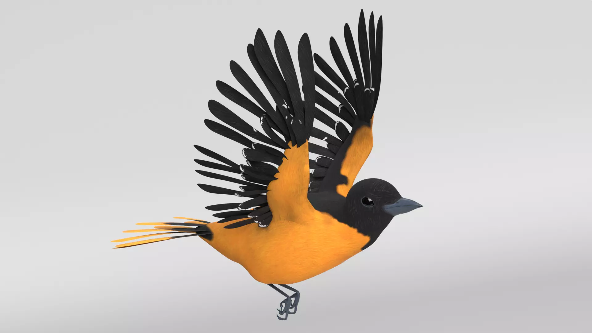 Animated Balitmore Oriole Bird 3D model_0