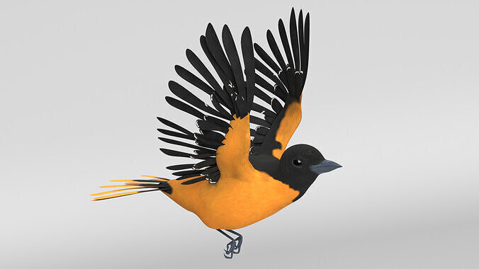 Animated Balitmore Oriole Bird 3D model
