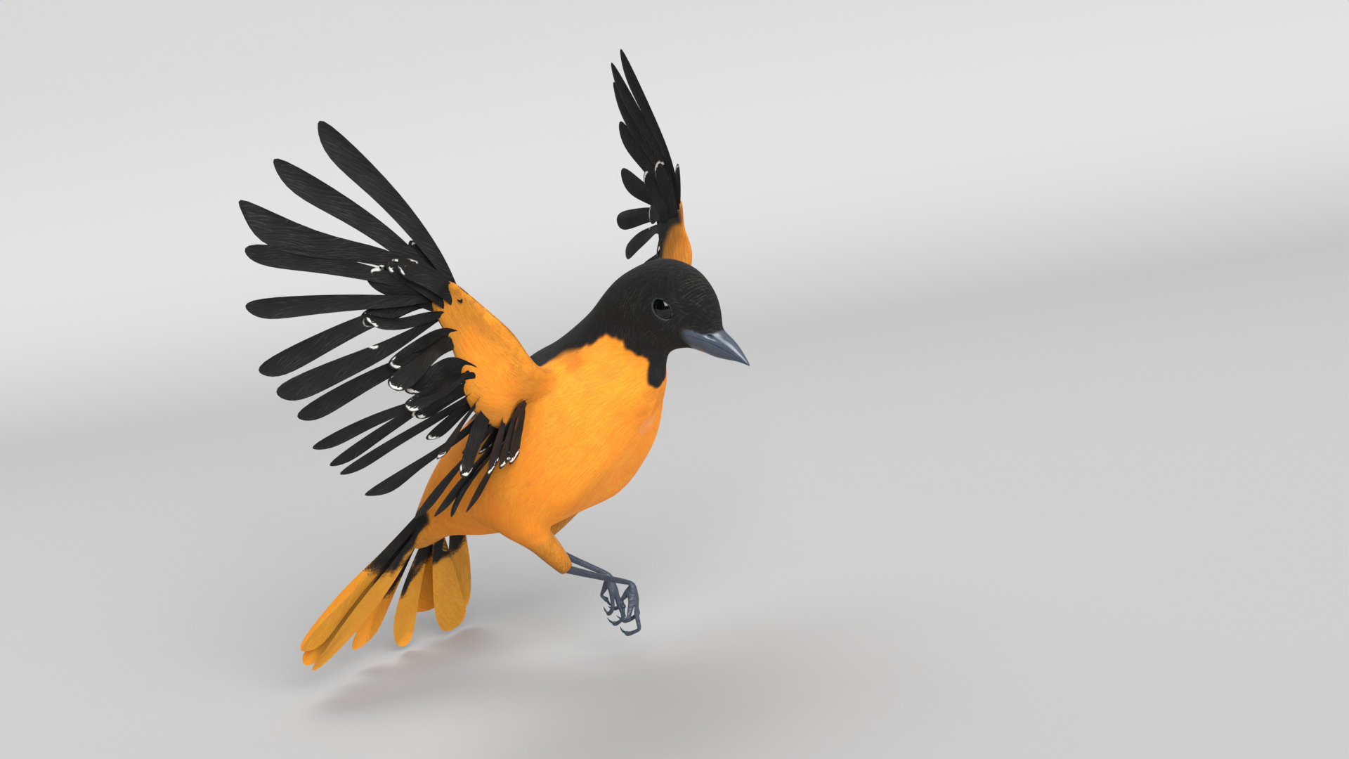 Animated Balitmore Oriole Bird 3D model_5
