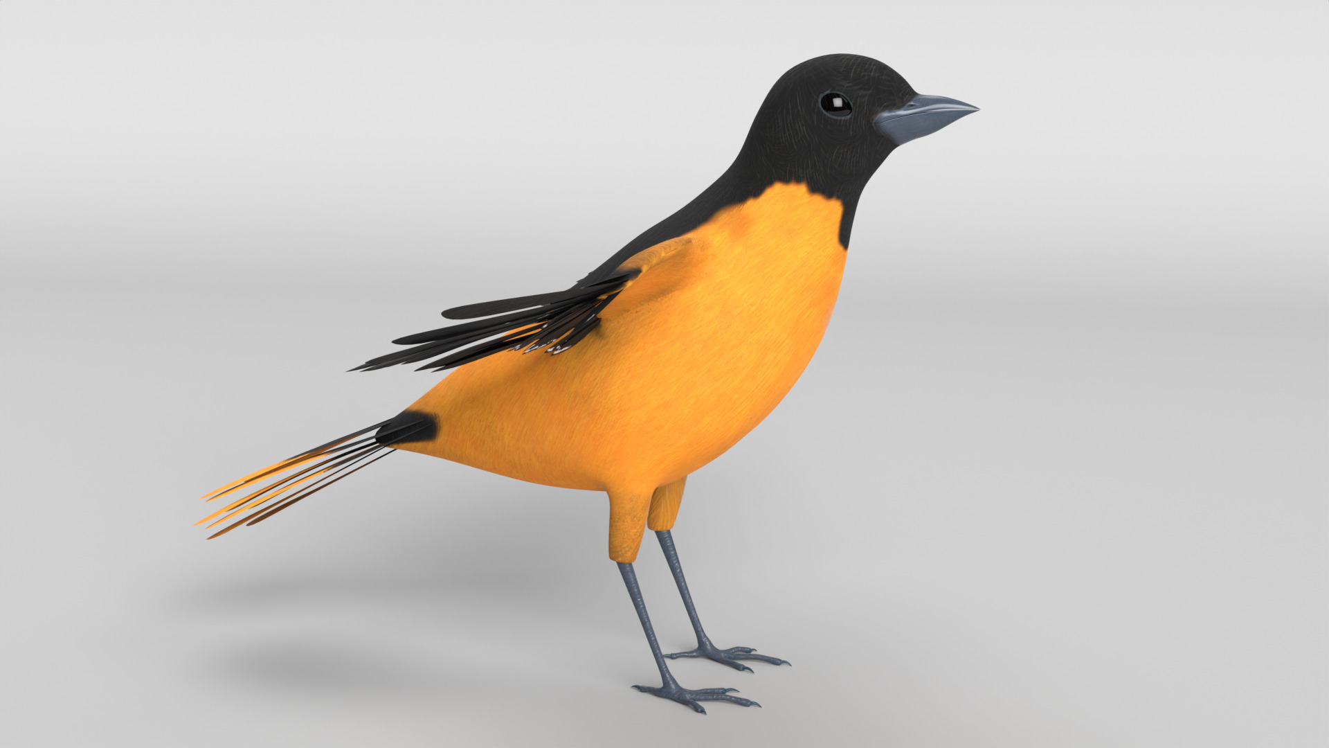 Animated Balitmore Oriole Bird 3D model_7