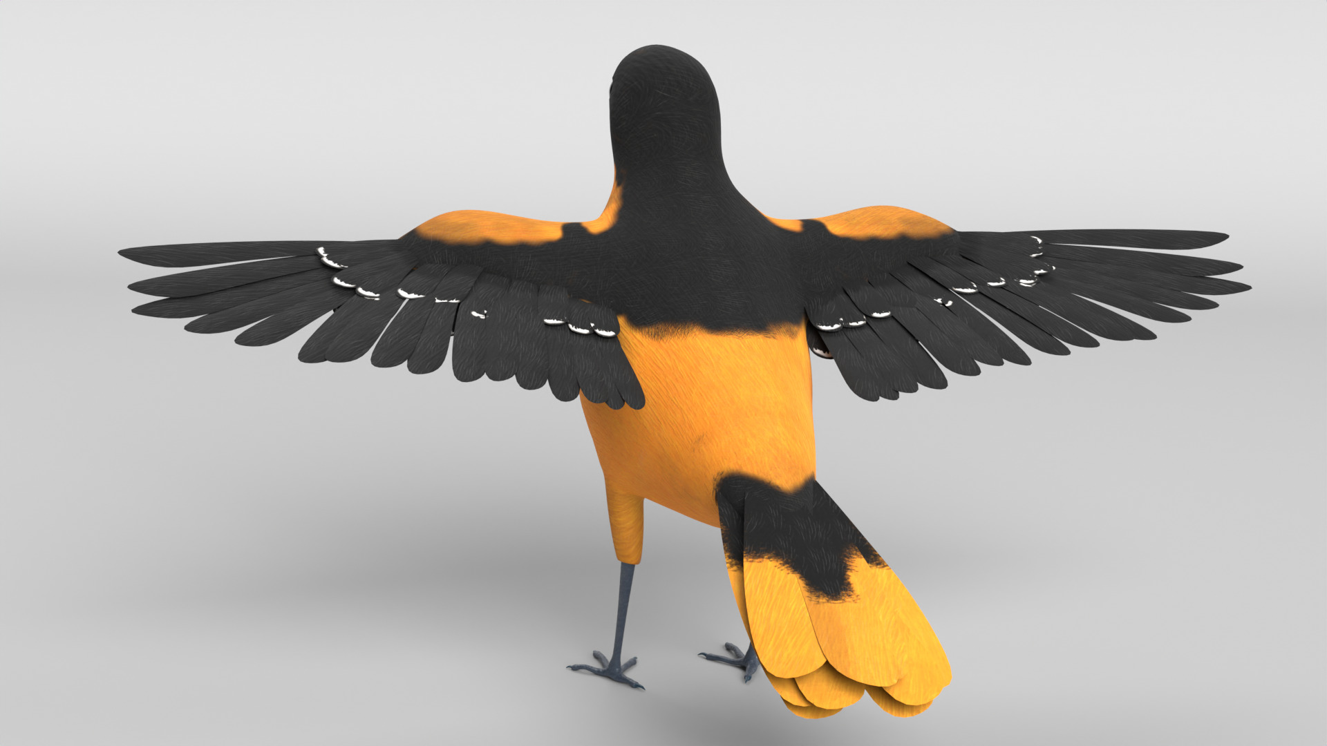 Animated Balitmore Oriole Bird 3D model_10