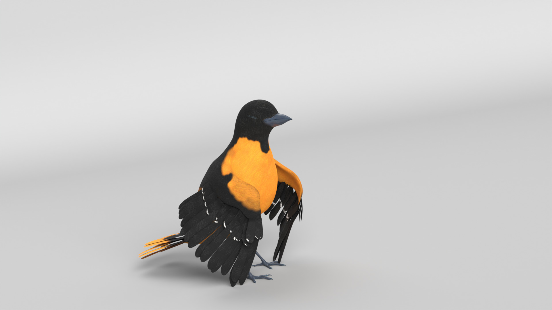 Animated Balitmore Oriole Bird 3D model_16