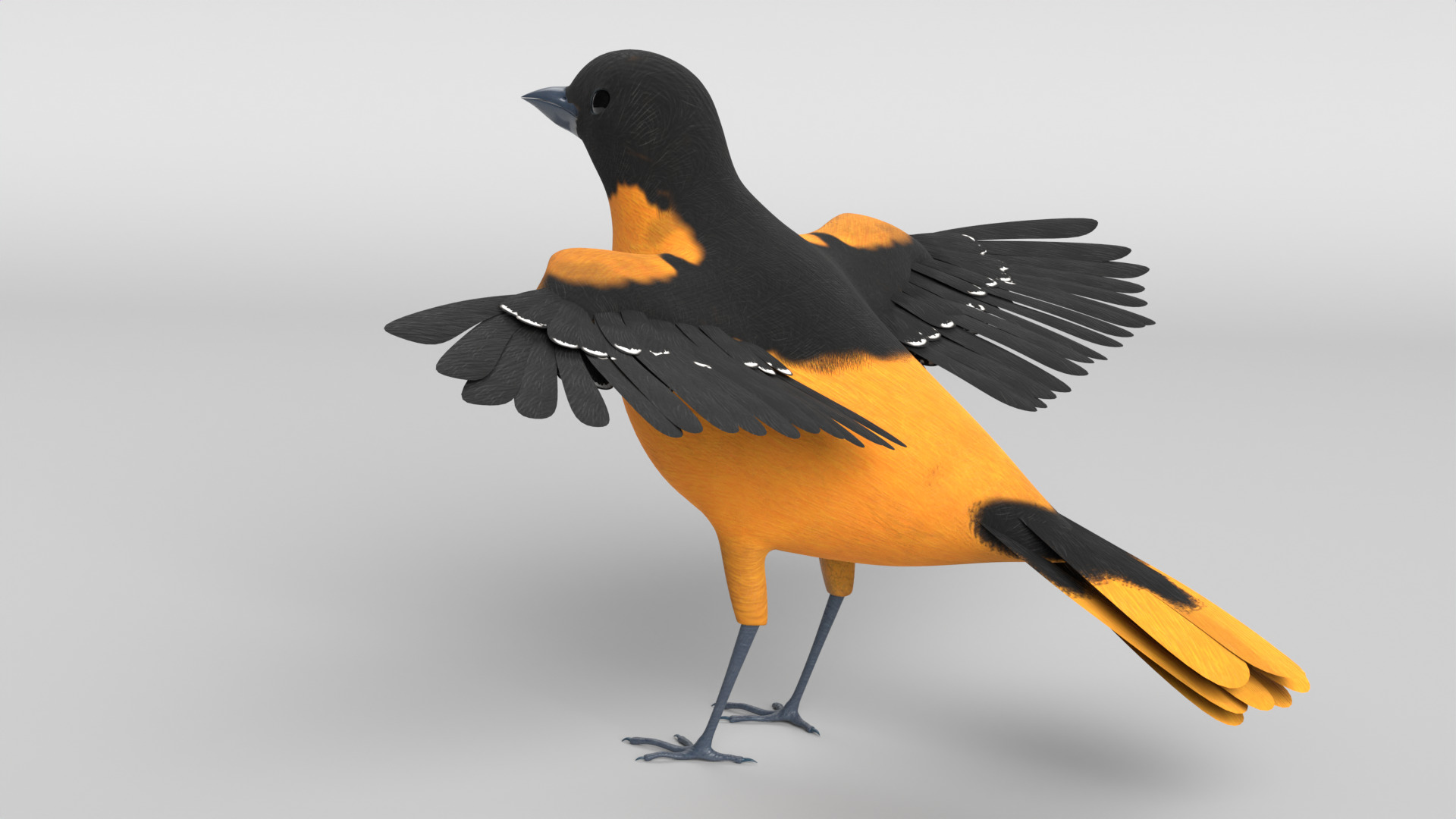 Animated Balitmore Oriole Bird 3D model_11