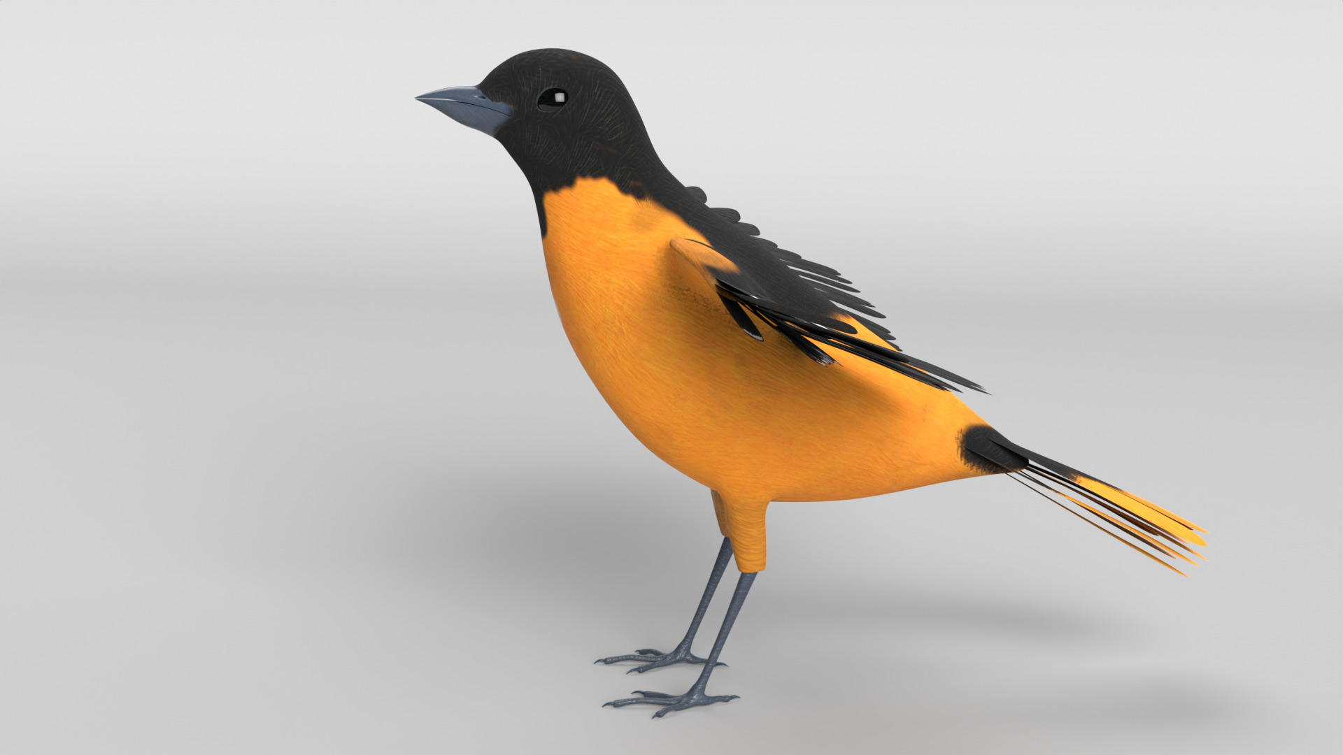Animated Balitmore Oriole Bird 3D model_12