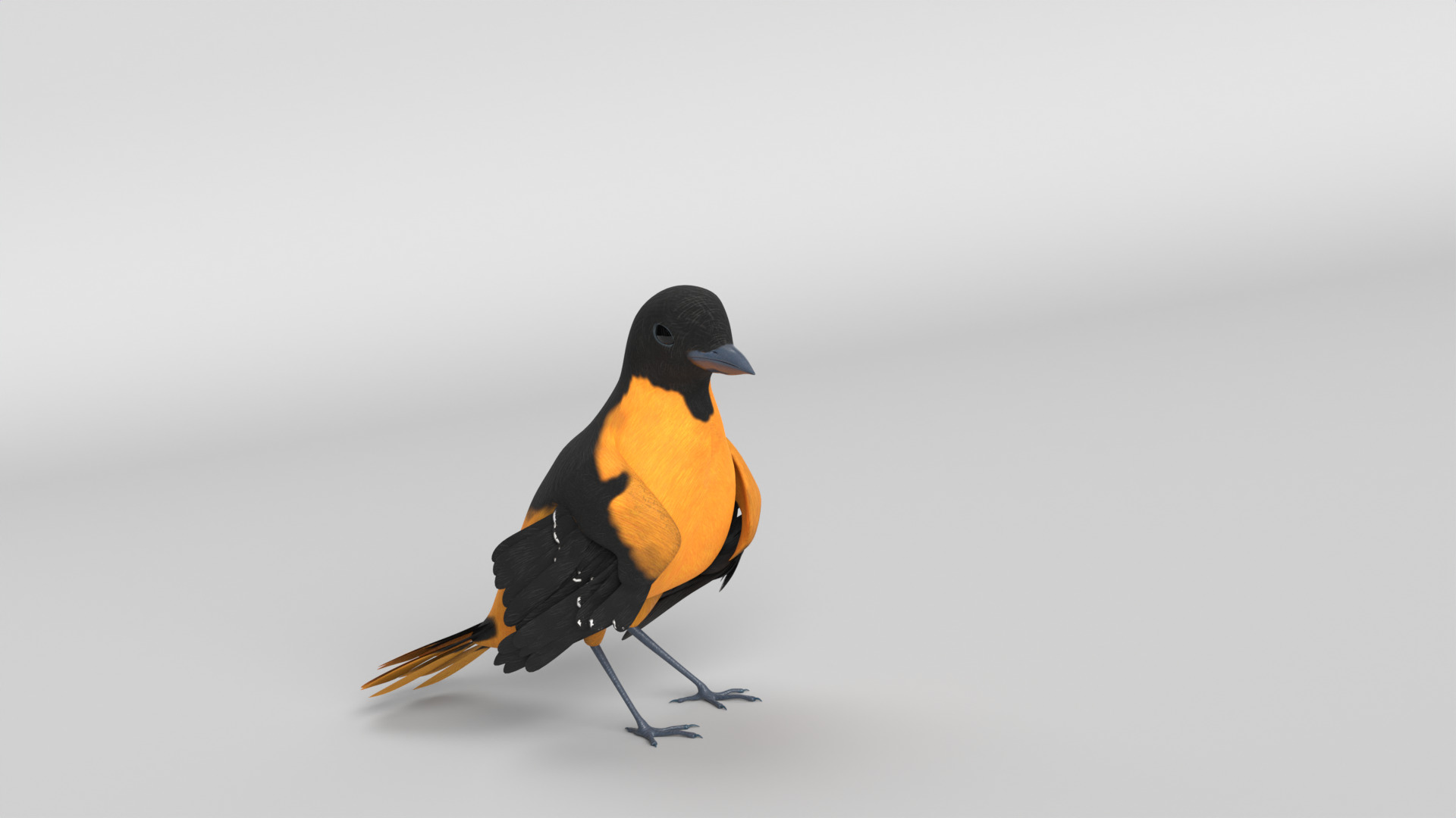 Animated Balitmore Oriole Bird 3D model_2