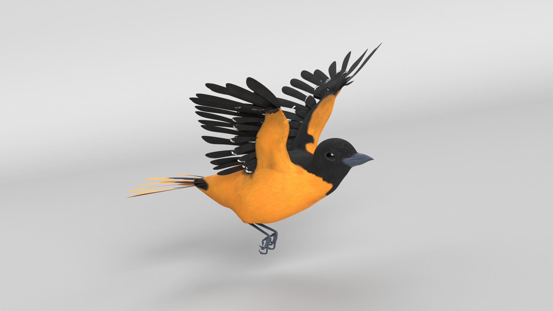 Animated Balitmore Oriole Bird 3D model_4