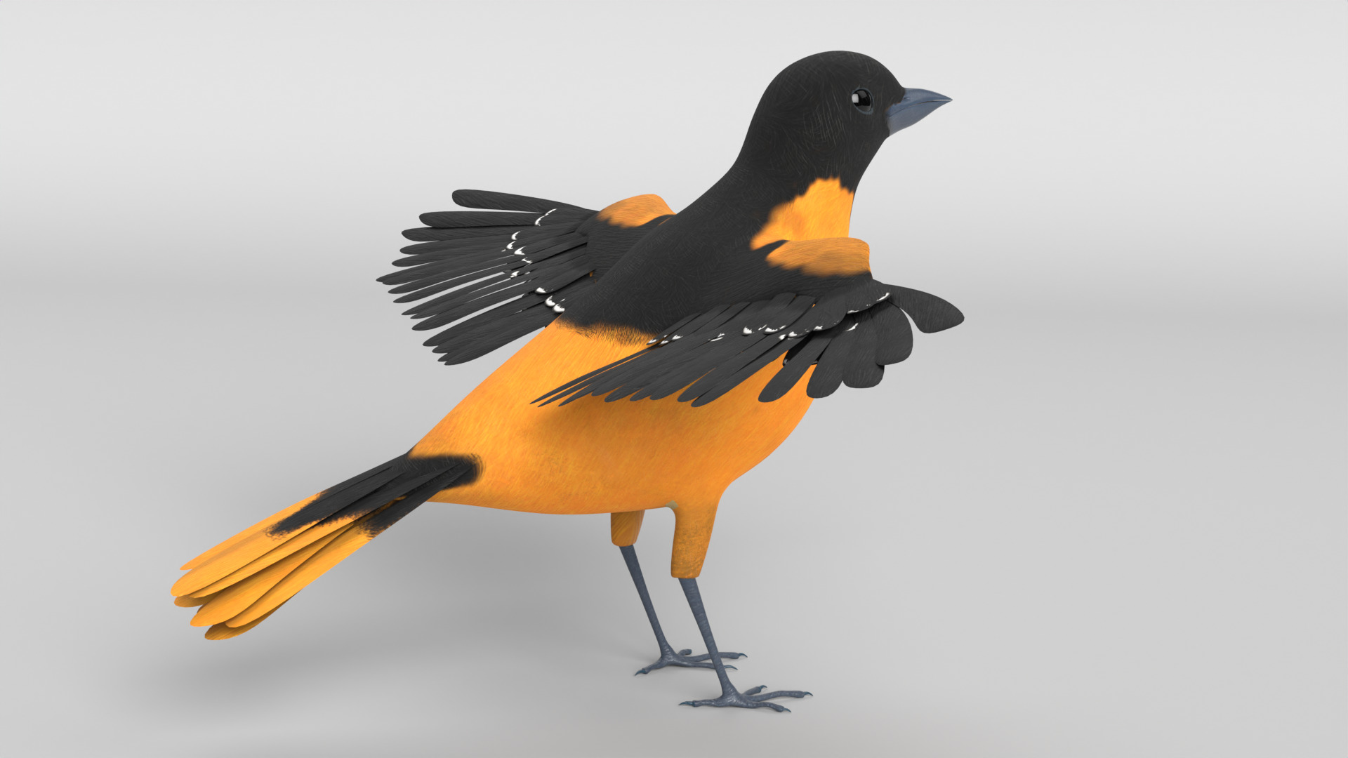 Animated Balitmore Oriole Bird 3D model_8
