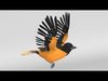 Animated Balitmore Oriole Bird 3D model_1