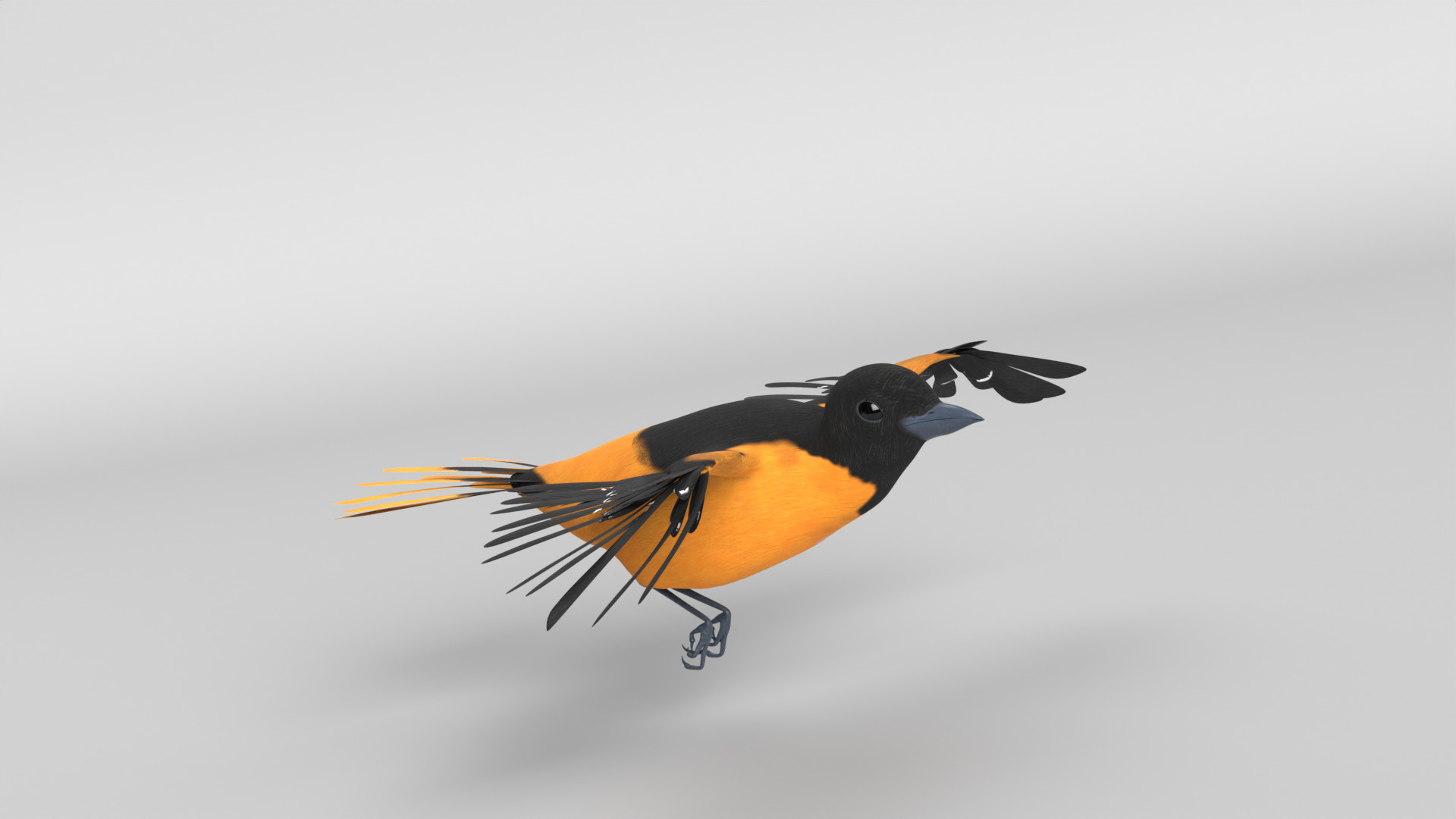 Animated Balitmore Oriole Bird 3D model_6