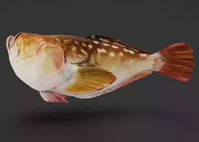 Stargazer Fish - Anglerfish Animated 3D model