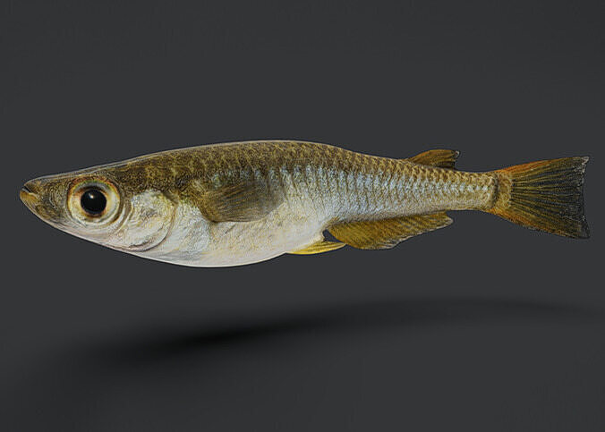 Rice Fish Animated 3D model