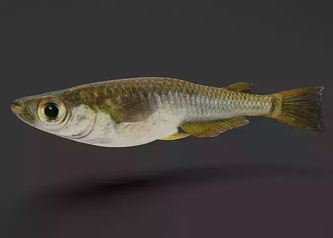 Rice Fish Animated 3D model