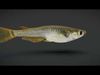 Rice Fish Animated 3D model_1