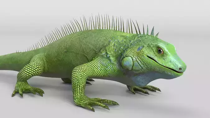Iguana