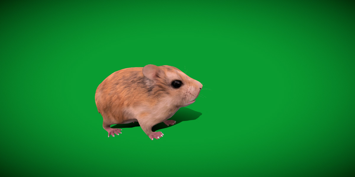 Roborovski Dwarf Hamster Low-poly 3D model_9