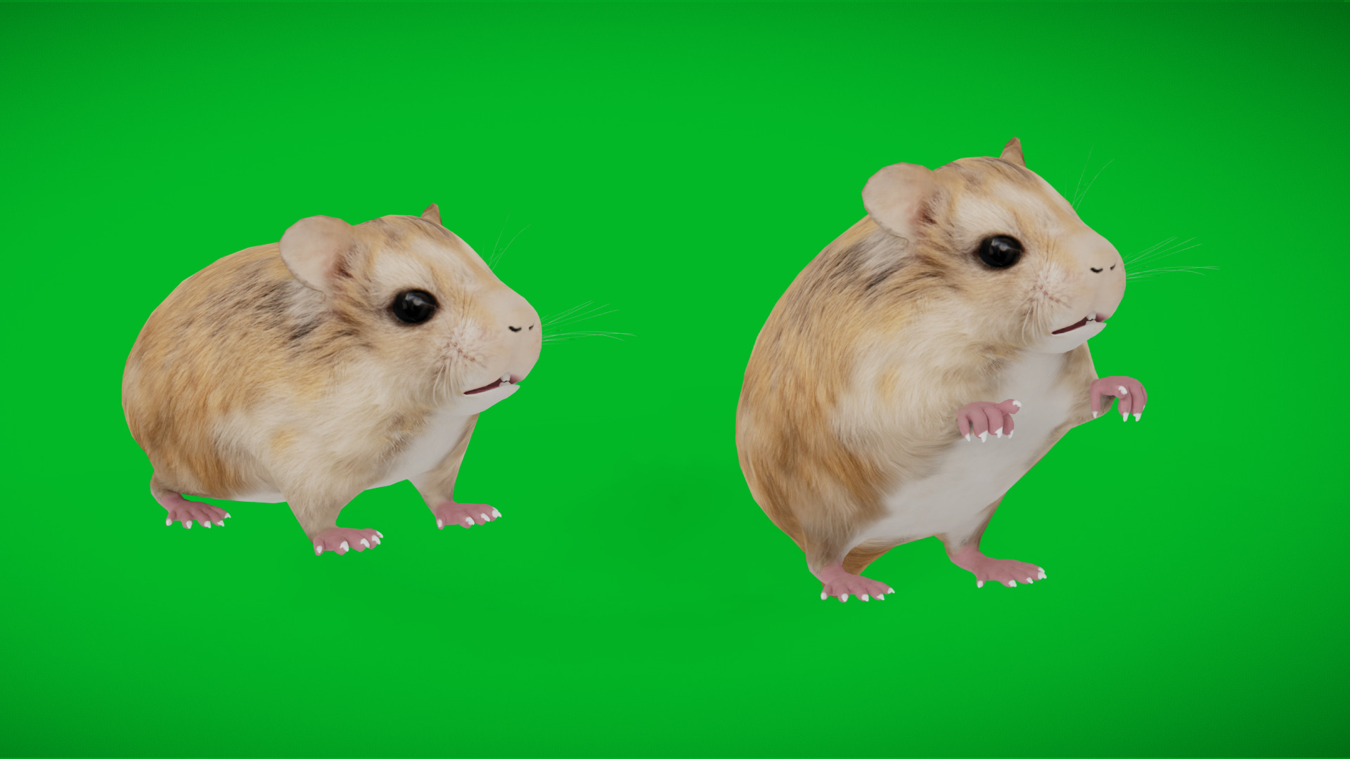 Roborovski Dwarf Hamster Low-poly 3D model_6