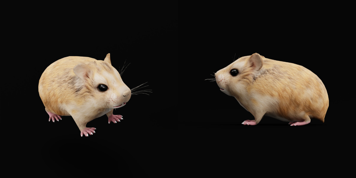 Roborovski Dwarf Hamster Low-poly 3D model_38