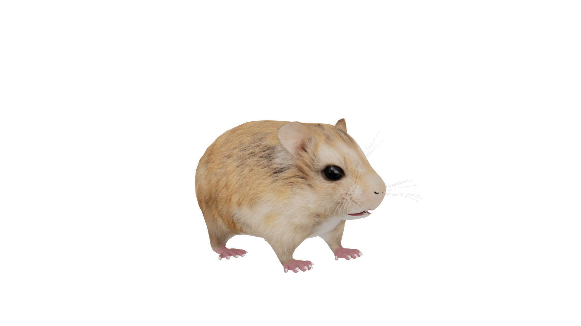 Roborovski Dwarf Hamster Low-poly 3D model_42