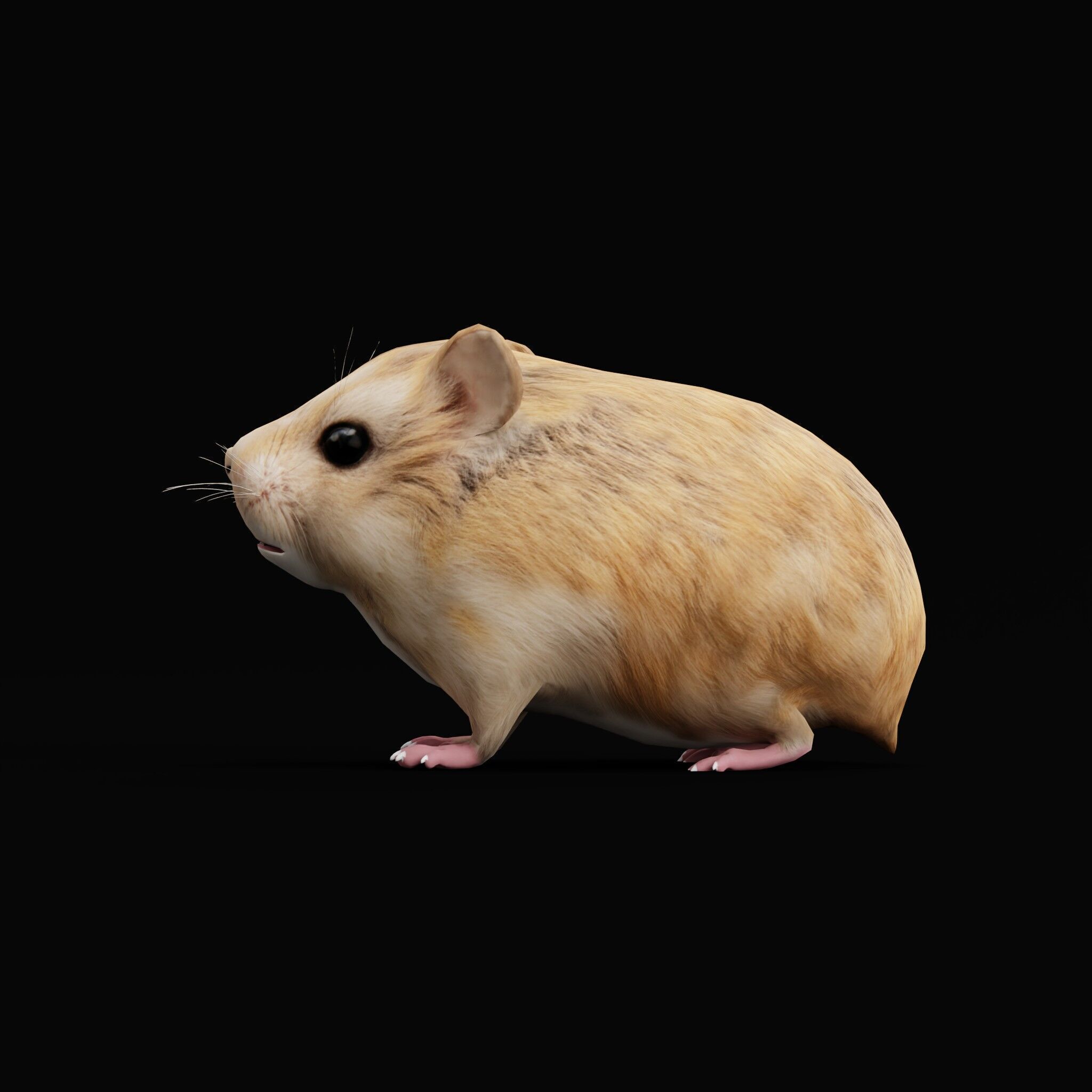 Roborovski Dwarf Hamster Low-poly 3D model_51
