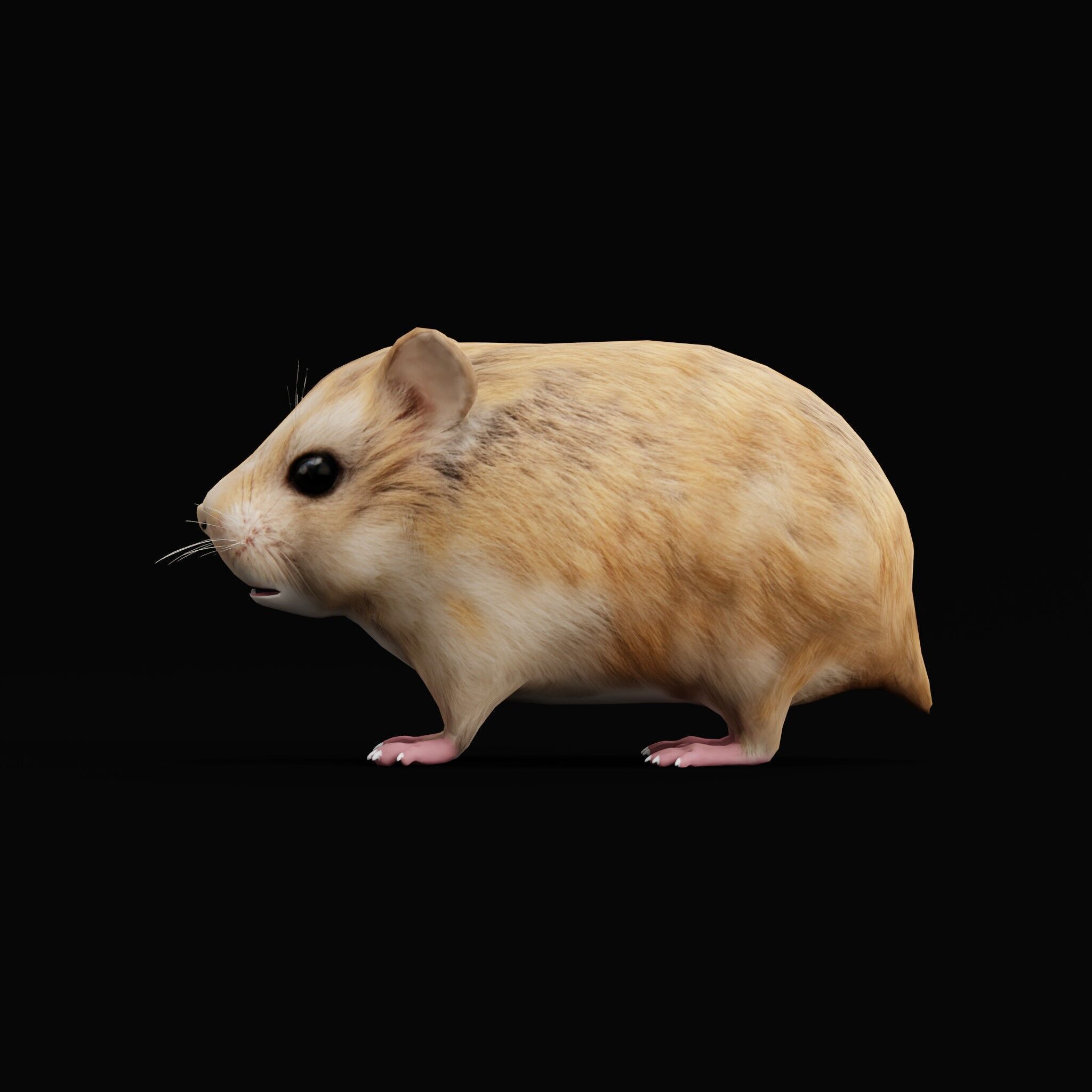 Roborovski Dwarf Hamster Low-poly 3D model_57