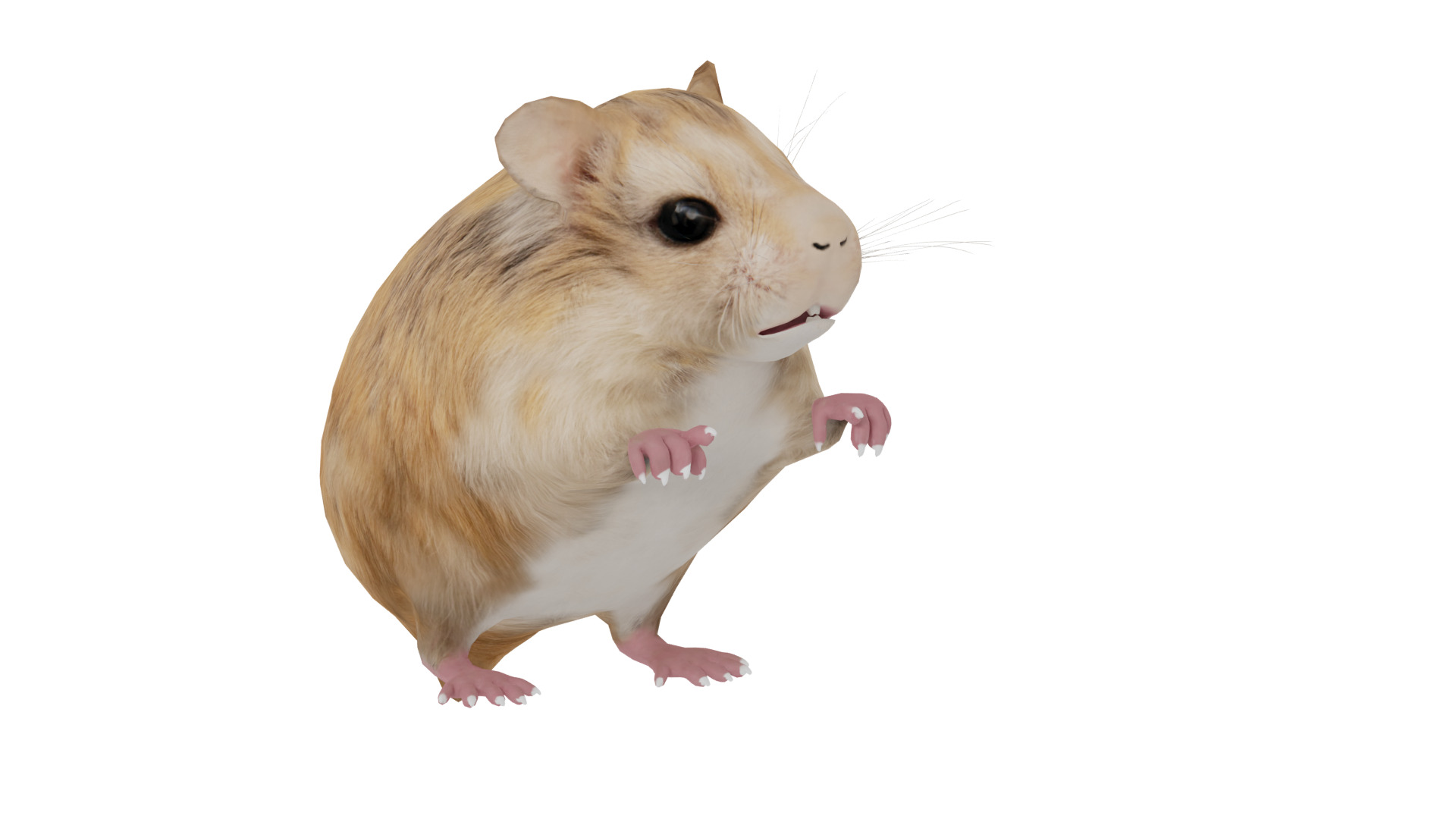 Roborovski Dwarf Hamster Low-poly 3D model_43