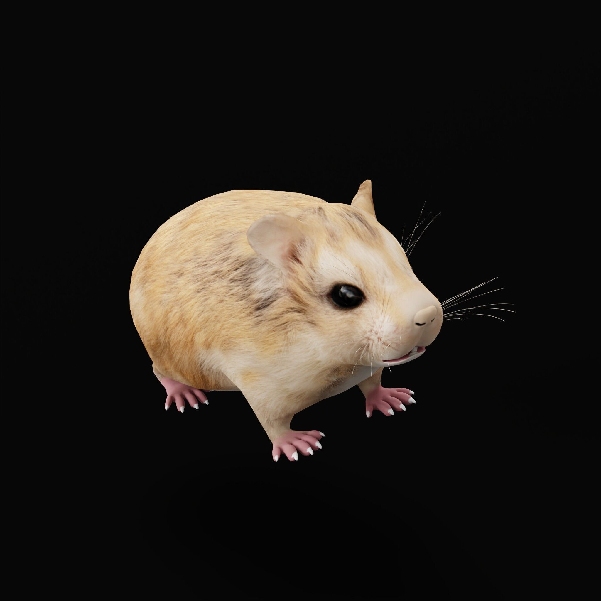 Roborovski Dwarf Hamster Low-poly 3D model_53