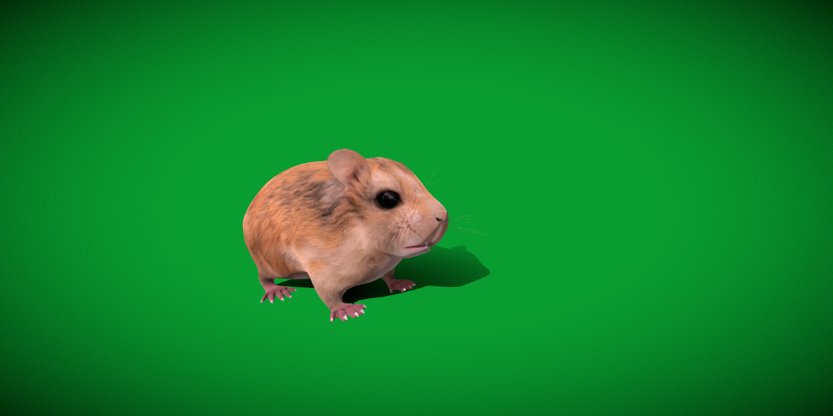 Roborovski Dwarf Hamster Low-poly 3D model_20
