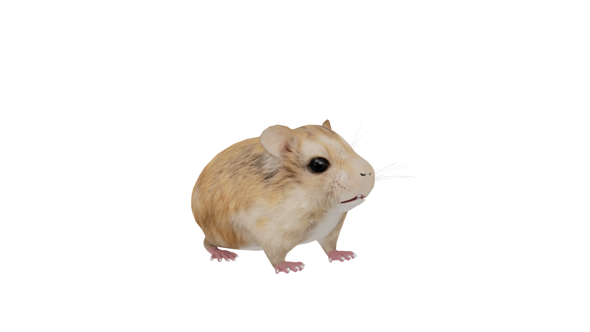 Roborovski Dwarf Hamster Low-poly 3D model_41