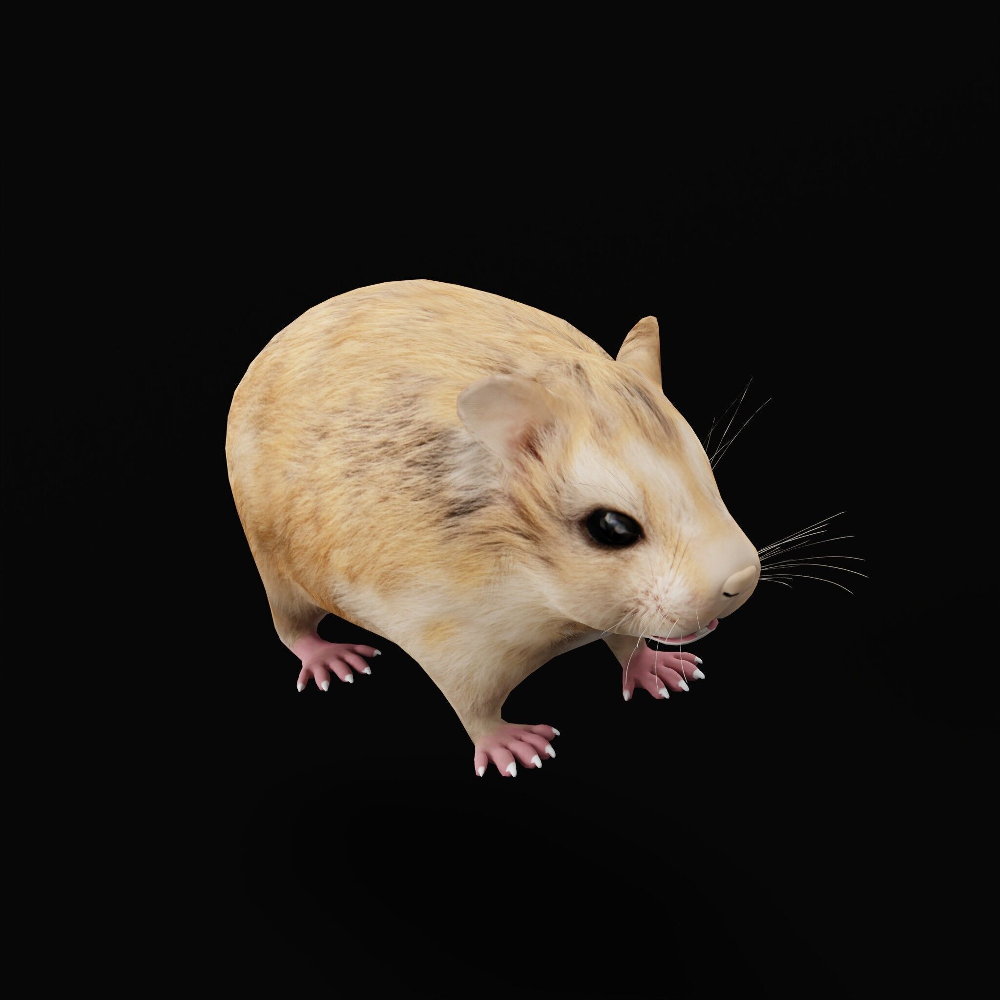 Roborovski Dwarf Hamster Low-poly 3D model_54