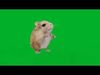 Roborovski Dwarf Hamster Low-poly 3D model_1