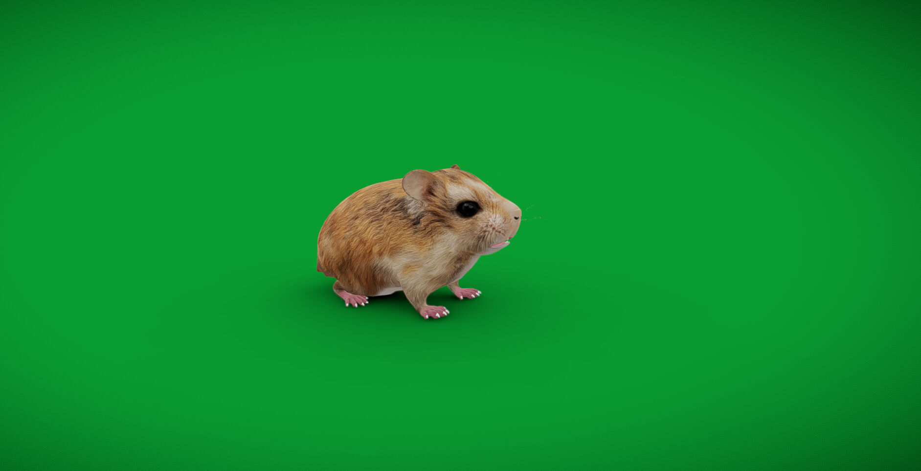 Roborovski Dwarf Hamster Low-poly 3D model_48