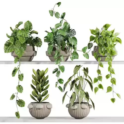 plants on shelf